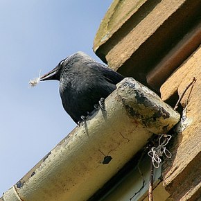 jackdaw